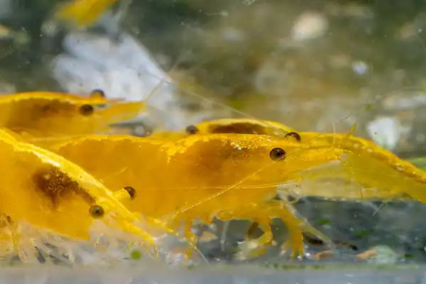 600 webp macro shrimp024