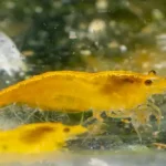 600 webp macro shrimp026