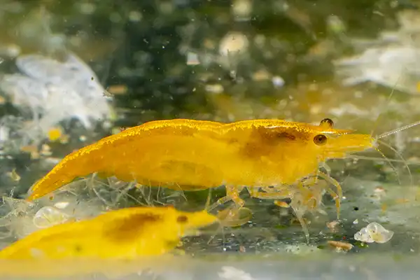 600 webp macro shrimp026