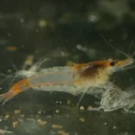 600 webp macro shrimp027