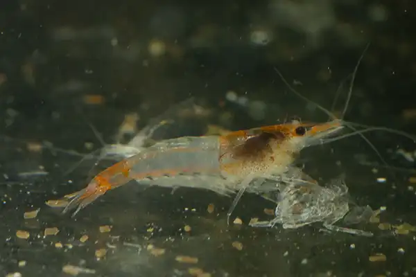 600 webp macro shrimp027