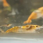 600 webp macro shrimp028