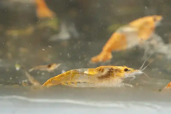 600 webp macro shrimp028