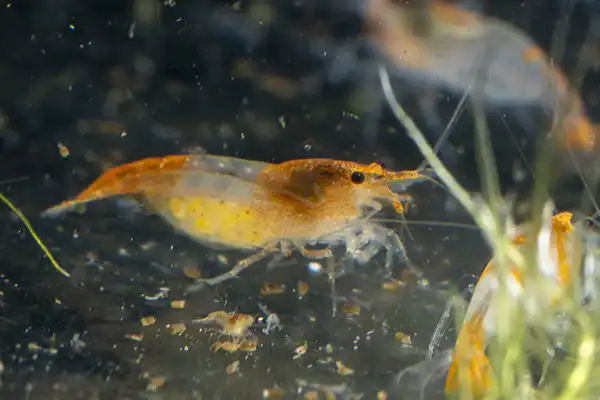 600 webp macro shrimp033
