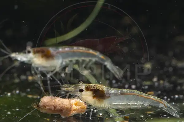 Planted aquarium with a colony of Neocaridina shrimp