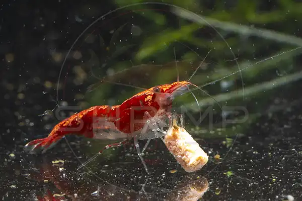 Red Rili cherry shrimp with clear body sections
