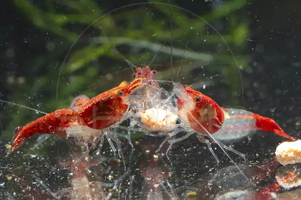 Group of Red Rili Neocaridina shrimp