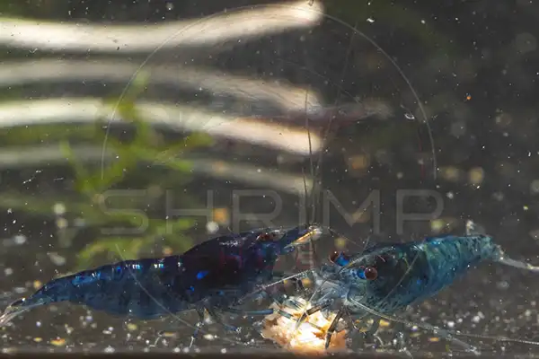 Blue Rili and blue jelly Neocaridina shrimp