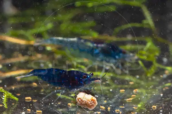 Newly planted aquarium with blue Neocaridina shrimp