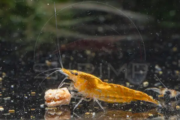 Yellow Neocaridina shrimp feeding on a food tab