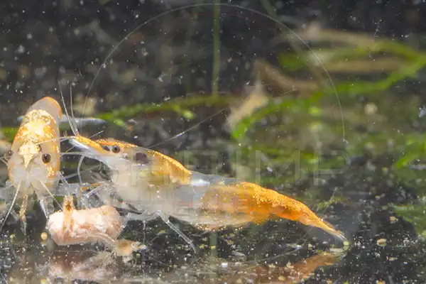 Young yellow Neocaridina shrimp in a breeding colony