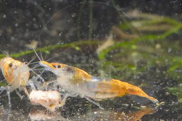 Yellow Neocaridina shrimp in a beginner planted aquarium