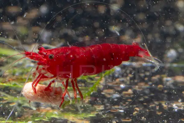 Red cherry shrimp grazing on a food tab