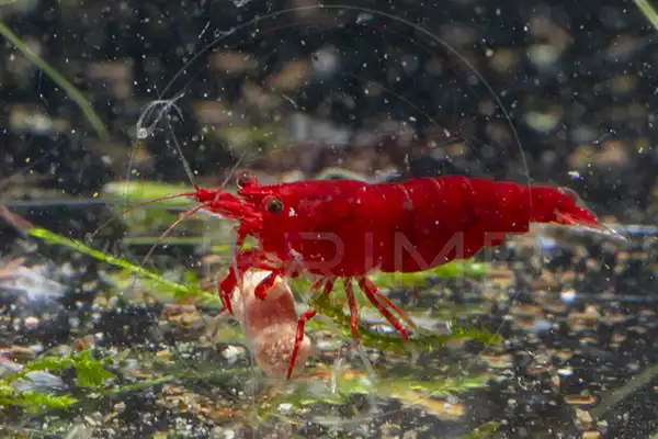Red Neocaridina shrimp bred at Shrimp Hub in Wakefield