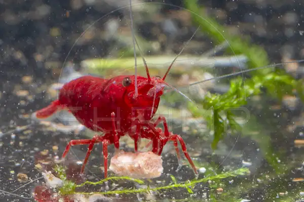 Red cherry shrimp on moss in a low-light planted tank