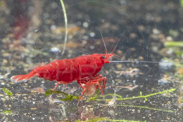 High-grade solid red Neocaridina shrimp