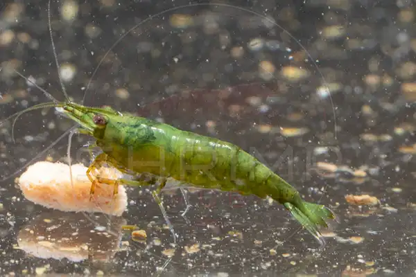 Green Jade Neocaridina shrimp feeding