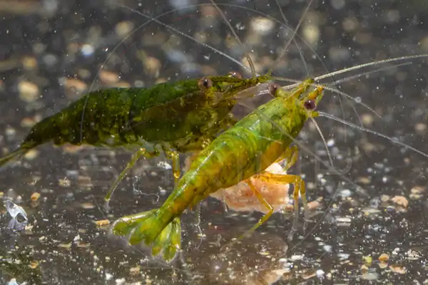 Green Neocaridina shrimp in a planted aquarium