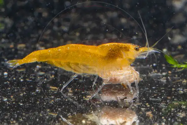 Yellow Neocaridina shrimp grazing a food tab