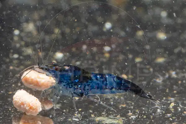 Blue Dream Neocaridina shrimp with full solid colour
