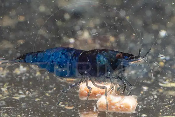 Blue Dream Neocaridina shrimp