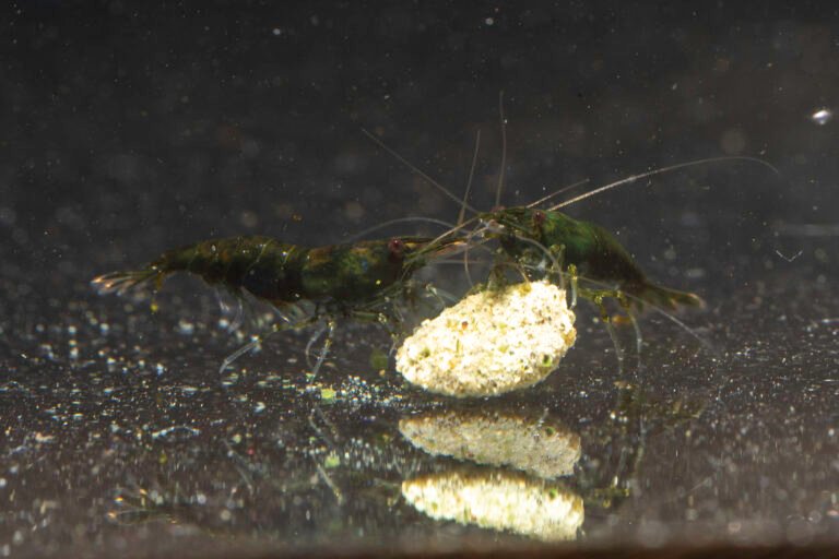 Green Jade Shrimp – Neocaridina shrimp