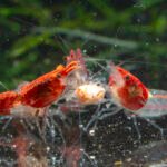 How To Order Aquarium Shrimp