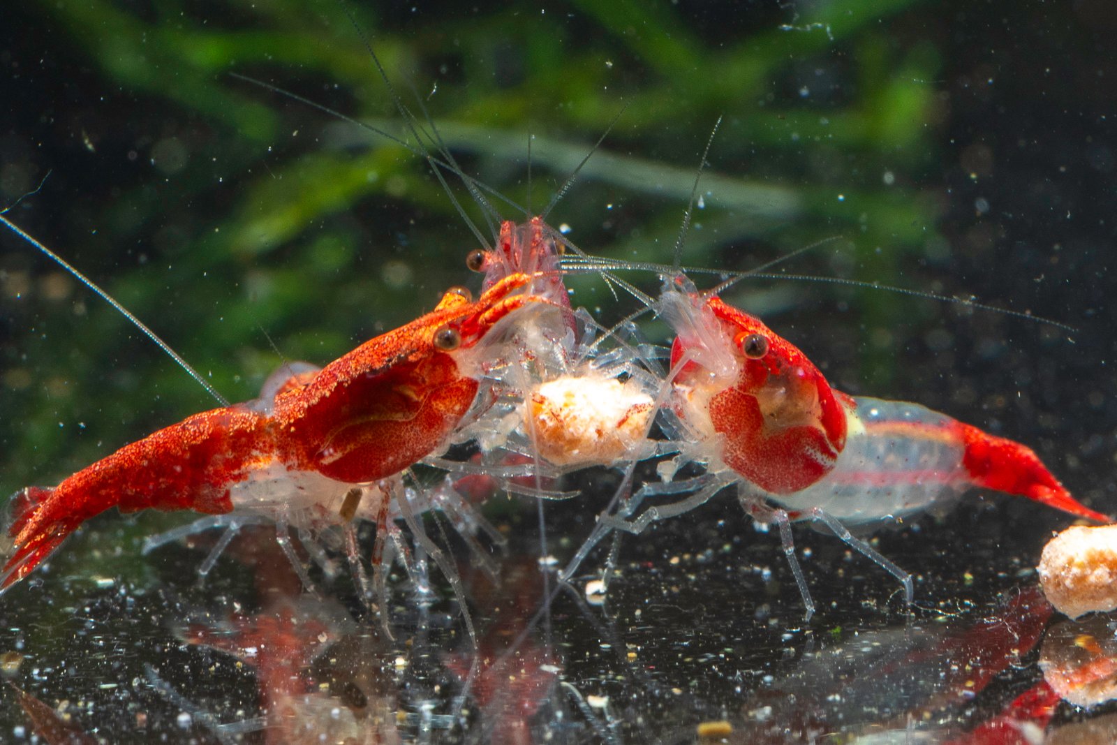 How To Order Aquarium Shrimp