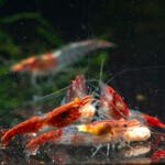 selection no watermark 1058