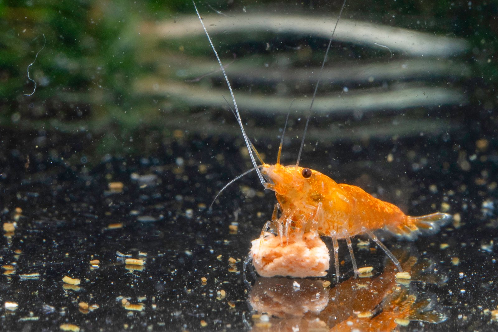 Aquarium shrimp for sale
