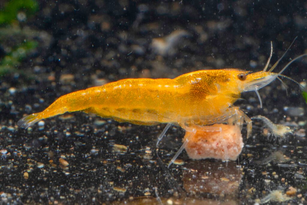 How To Care For Aquarium Shrimp