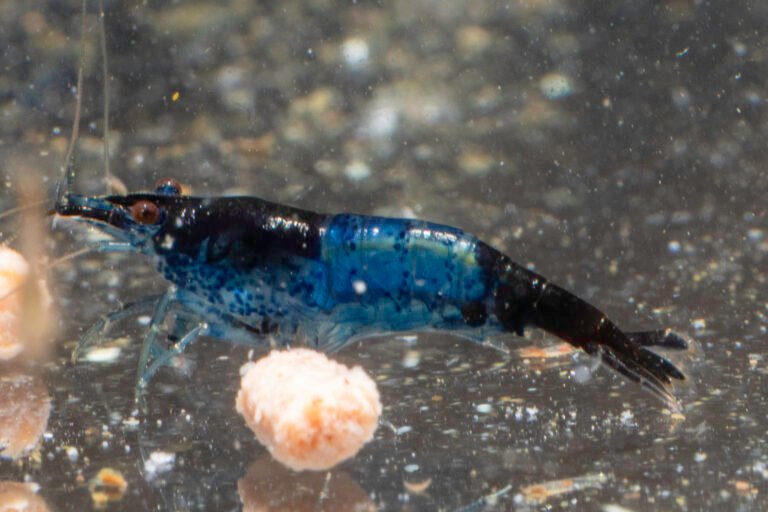 Blue Rili Shrimp – Neocaridina shrimp