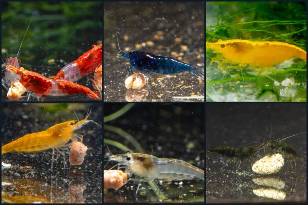Rainbow Mix Neocaridina shrimp pack: red, blue, yellow, orange, white and green shrimp